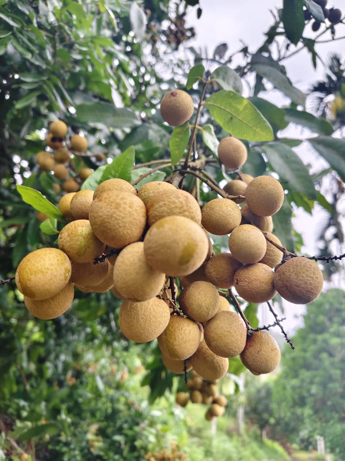 樹上果
